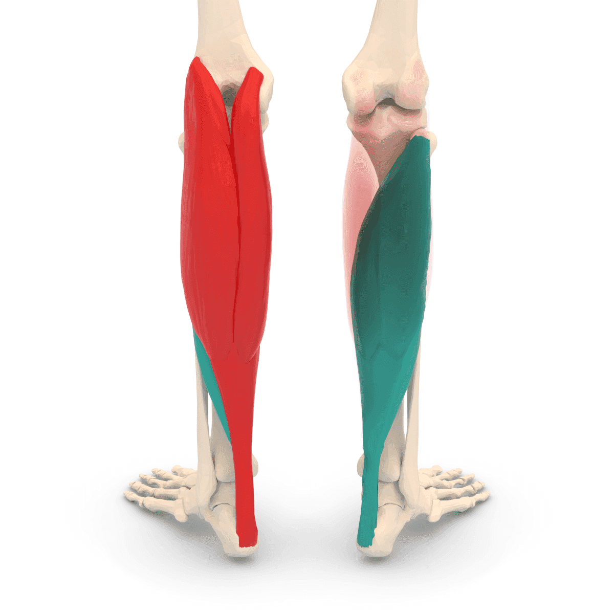Soleus Muskel Triceps Surae Muskel im Unterschenkel dargestellt in einem Körpermodell